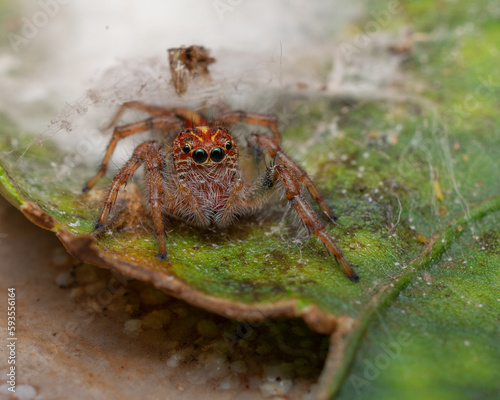 aranha 