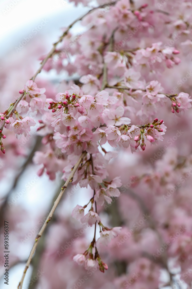 京都御苑の紅枝垂れ桜 京都御苑の紅枝垂れ桜