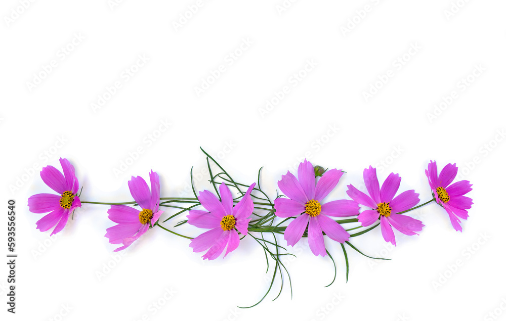 Pink flowers cosmos on a white background with space for text. Top view, flat lay Pink flowers cosmos on a white background with space for text. Top view, flat lay