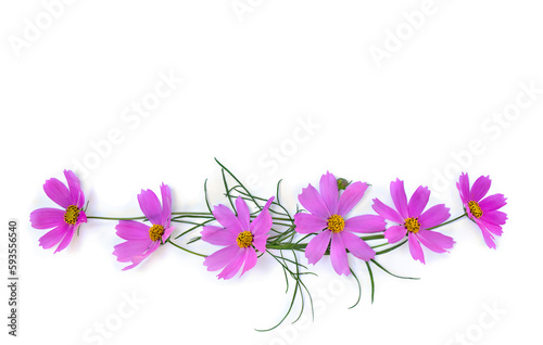 Pink flowers cosmos on a white background with space for text. Top view  flat lay