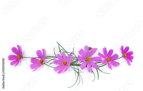 Pink flowers cosmos on a white background with space for text. Top view, flat lay