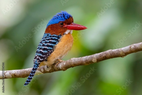 Εκτύπωση καμβά Selective focus shot of an exotic kingfisher bird perched on a branch