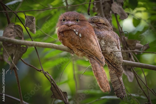 Selective focus shot of papuan frogmouth birds perched on a tree branch photo