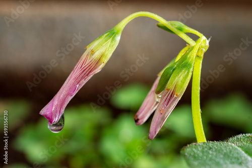 flor 