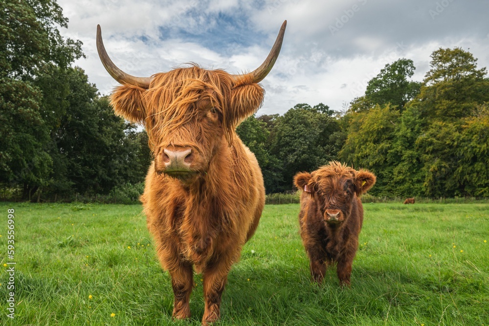 Cute brown cow and a calf on Scottish Highlands Cute brown cow and a calf on Scottish Highlands