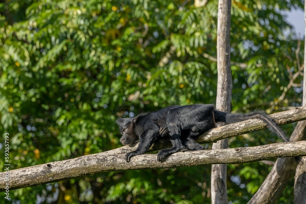 Black crested mangabey playing on wooden rodes sunlit trees blurred background Black crested mangabey playing on wooden rodes sunlit trees blurred background