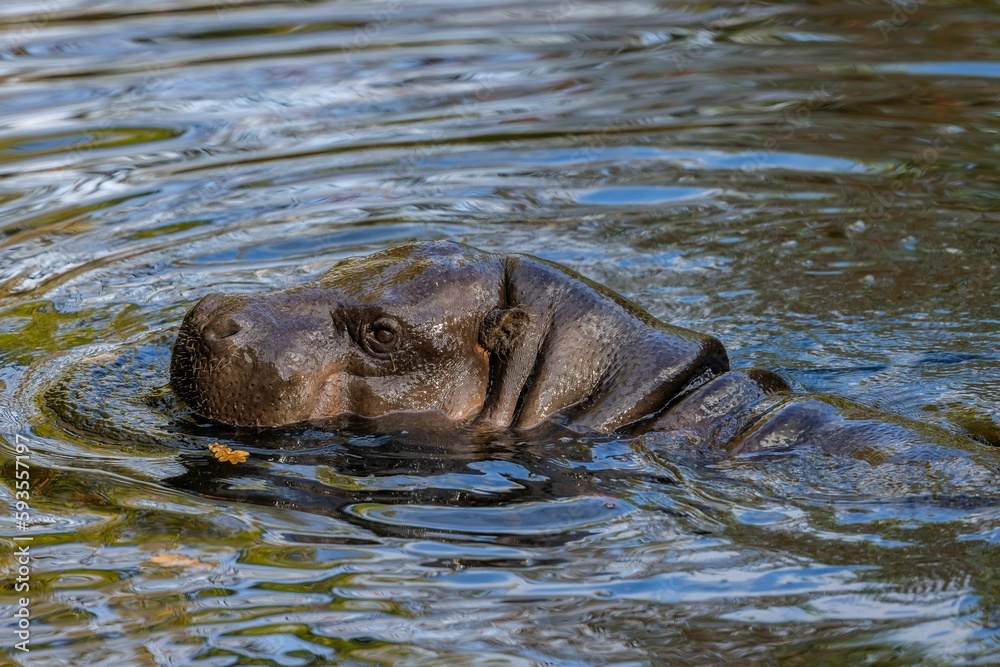Fototapeta premium Closeup of a head of a Pygmy hippopotamus swimming in the lake
