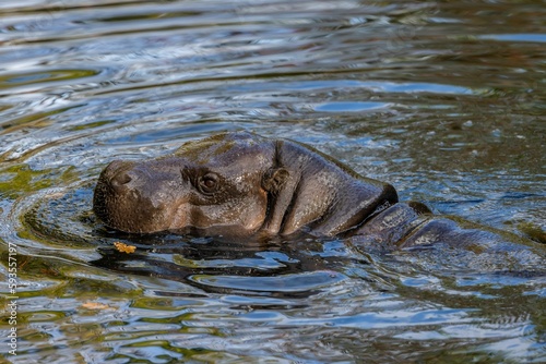 Closeup of a head of a Pygmy hippopotamus swimming in the lake