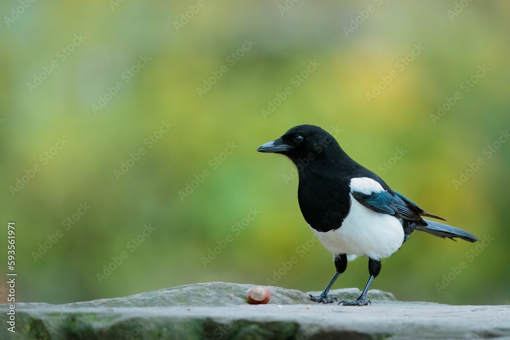 Closeup of a beautiful Eurasian magpie on a stone with blurred background Closeup of a beautiful Eurasian magpie on a stone with blurred background