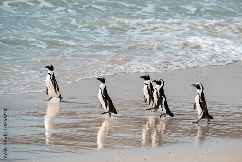 Beautiful view of cute and unique african penguins walking at the Boulders Beach near the Cape Town