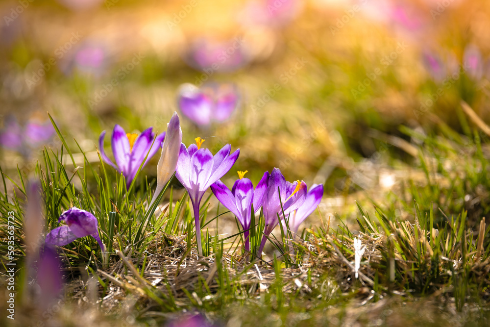 Fototapeta premium Krokusy w Dolinie Chochołowskiej. Kwitnące, wiosenne krokusy pośród zielonej trawy.