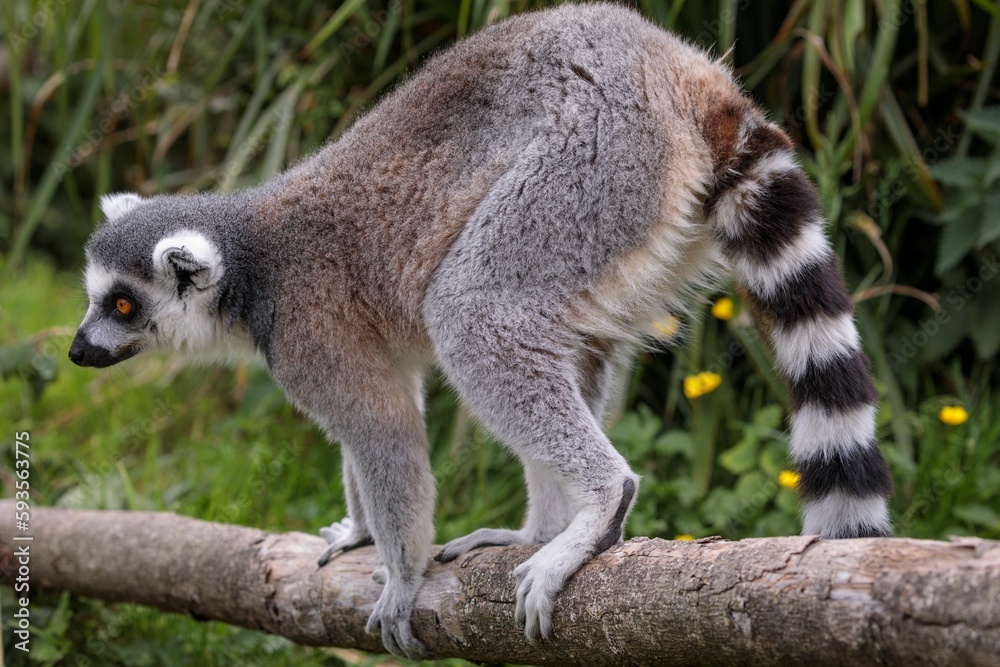 Fototapeta premium Closeup of a Ring-tailed Lemur standing on a tree trunk