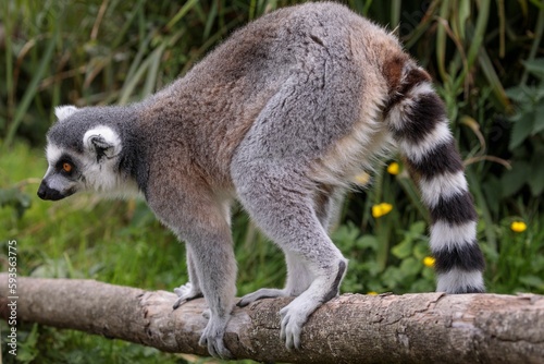 Closeup of a Ring-tailed Lemur standing on a tree trunk