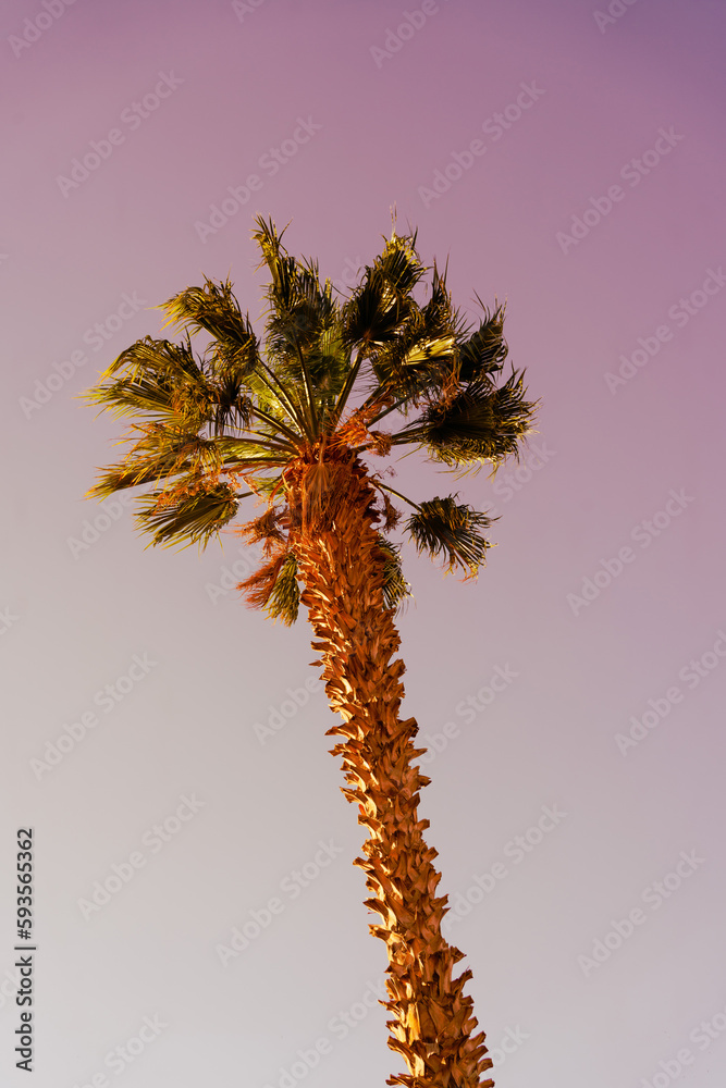 palm tree on the background of the sunset sky palm tree on the background of the sunset sky