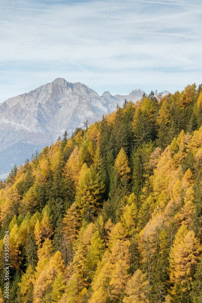 Yellow Autumn Larch trees forest and mountain background.