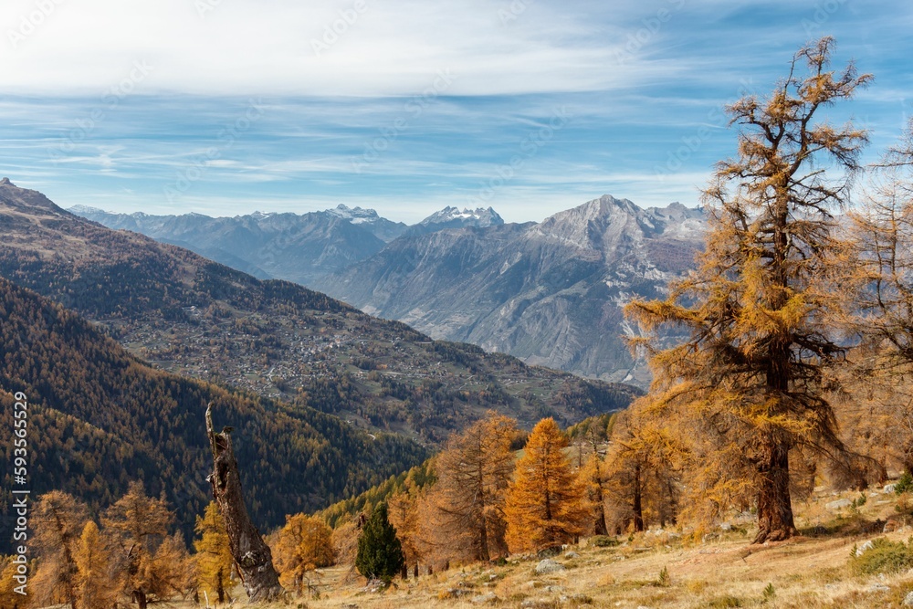 Obraz premium Yellow Autumn Larch tree with panoramic view over valley.
