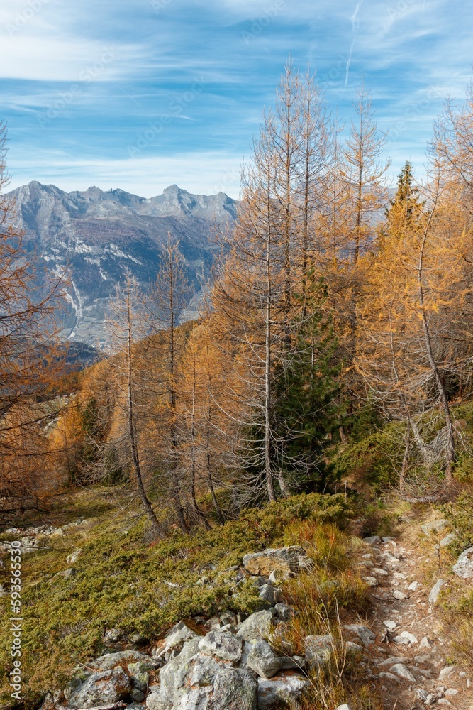 Yellow Autumn Larch trees with hiking trail.