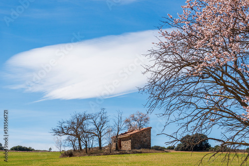 Almond trees in blossom fields in Teruel Aragon Spain © ANADEL