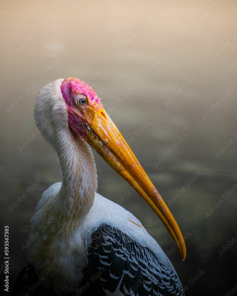Closeup of yellow-billed stork in blurred backgorund