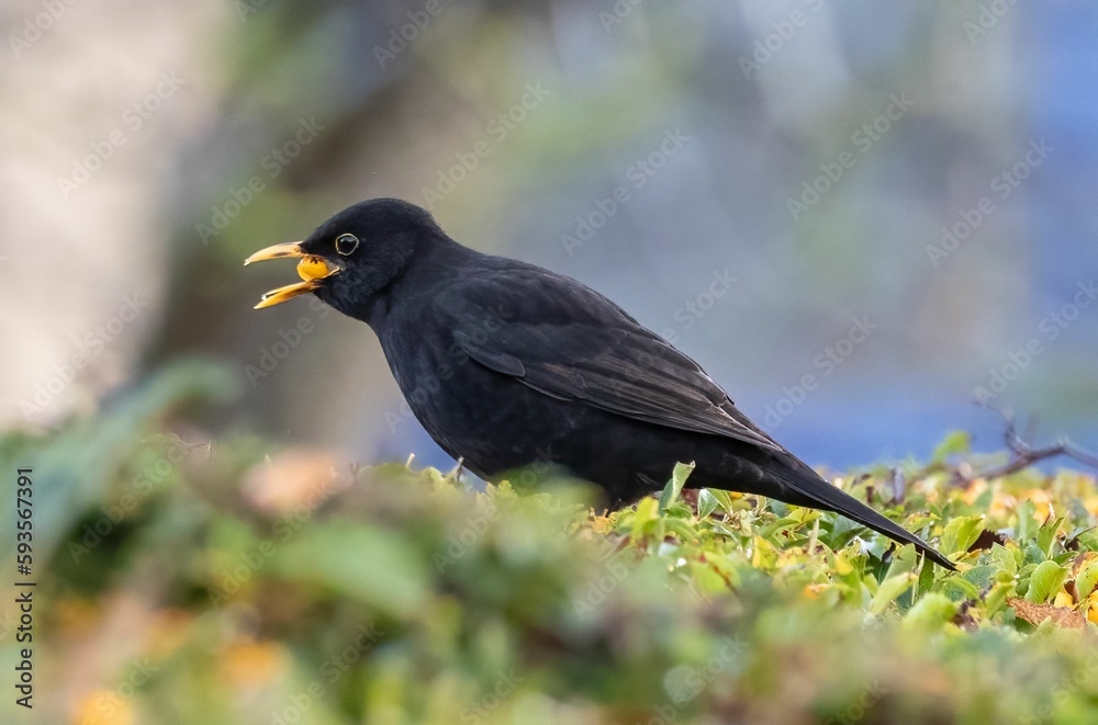 Beautiful view of a blackbird in the garden