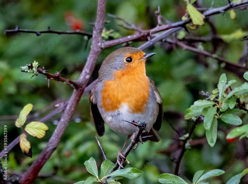 Robin perching on tree branch Robin perching on tree branch