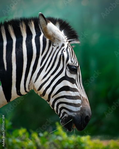 Closeup of zebra in blurred background