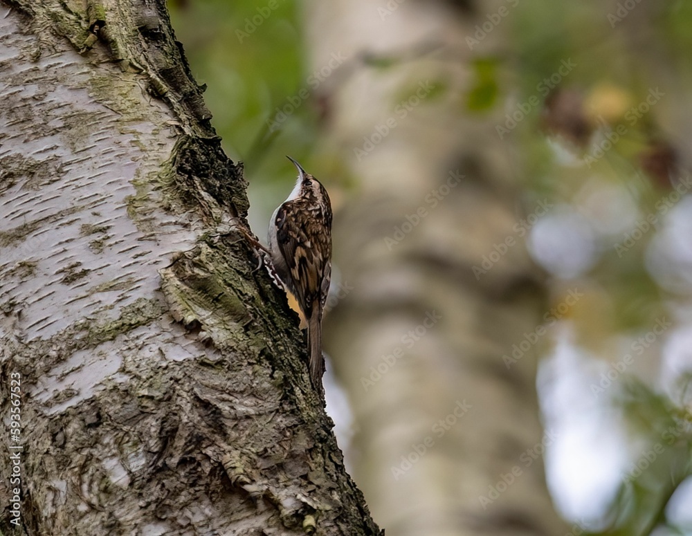 Obraz premium Selective focus of a bar-tailed treecreeper on a tree trunk with blurred background