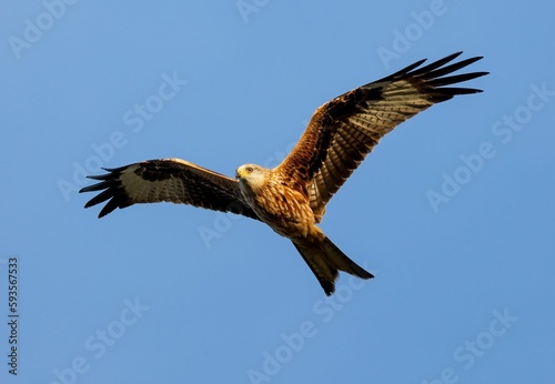 Low-angle of a red kite flying over clear sky background