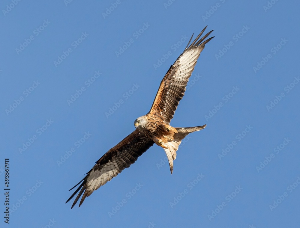 Low-angle of a red kite flying over a sunlit and clear sky