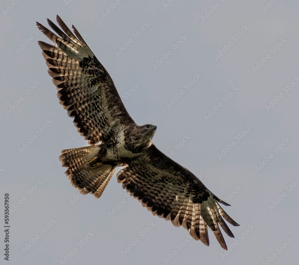 Fototapeta premium Low-angle of gyrfalcon flying over cloudy and gloomy sky