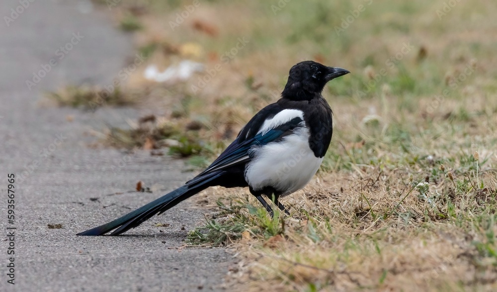 Selective focus of a Eurasian magpie on the asphalt covered with grass Selective focus of a Eurasian magpie on the asphalt covered with grass