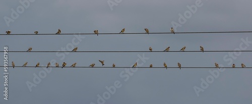 Low-angle of birds sitting on power lines against dark clouds