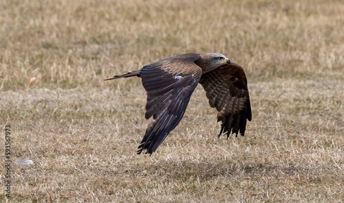 Selective focus of an eagle landing on the yellow grass  blurred background