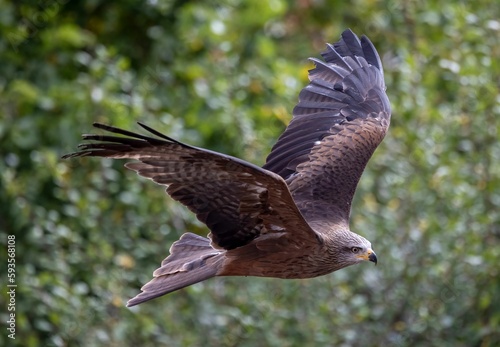Selective focus of a black kite flying near sunlit green tree blurred background