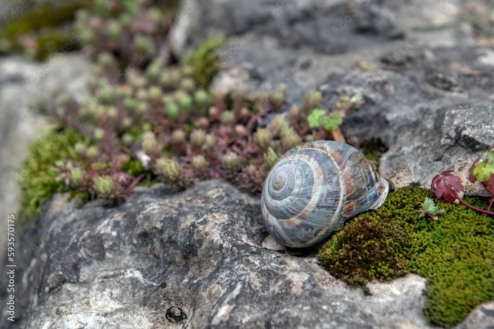 slug shell on the rock. Slug shell between flowers. slug shell on the rock. Slug shell between flowers.