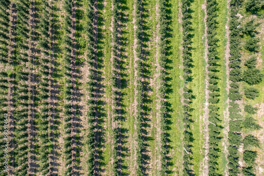 Drone view of huge ripe apple orchard, trees, field in summer. Harvesting. Aerial view Drone view of huge ripe apple orchard, trees, field in summer. Harvesting. Aerial view