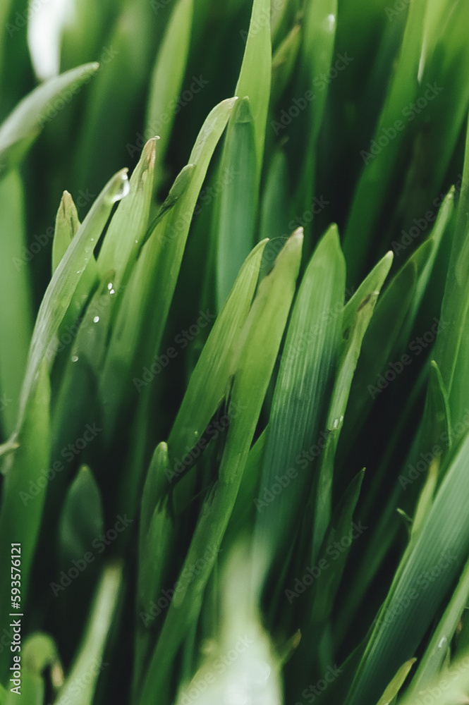 Fototapeta premium cactus close up