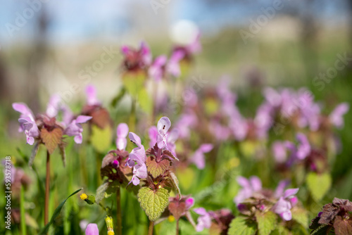 garden of purple wildflowers. close-up. nature related background.