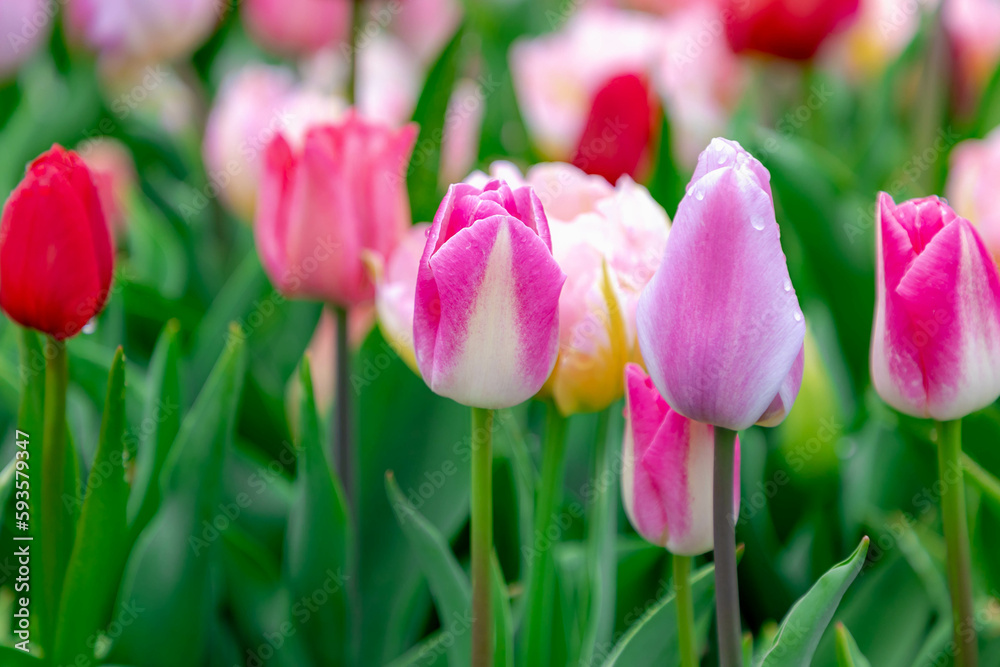 Selective focus multicolor of tulip flowers in the garden with water drops, Tulips form a genus of spring-blooming perennial herbaceous bulbiferous geophytes, Nature floral background, Netherlands. Selective focus multicolor of tulip flowers in the garden with water drops, Tulips form a genus of spring-blooming perennial herbaceous bulbiferous geophytes, Nature floral background, Netherlands.