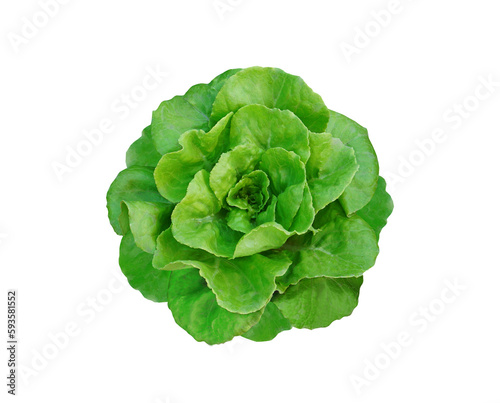Green lettuce is fresh and healthy vegetable isolated background.