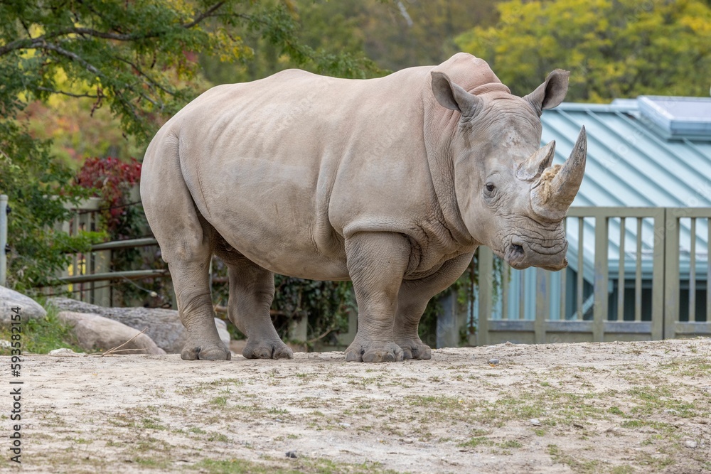 Naklejka premium Large Southern white rhinoceros standing in the zoo