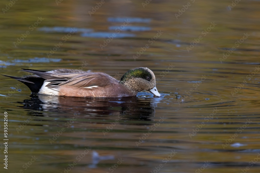 Selective focus side view of American wigeon swimming and drinking water in the lake Selective focus side view of American wigeon swimming and drinking water in the lake