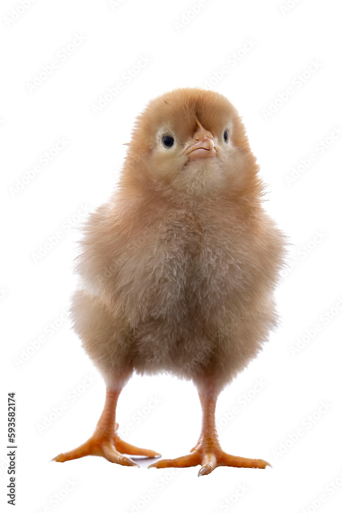 A newly born chick on a white background A newly born chick on a white background