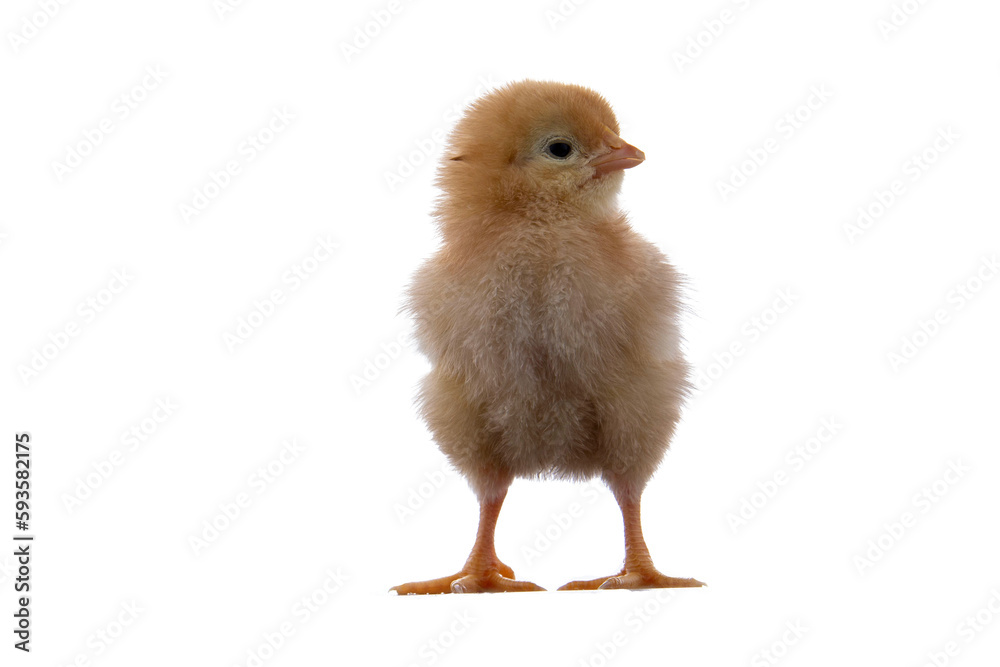 A newly born chick on a white background A newly born chick on a white background