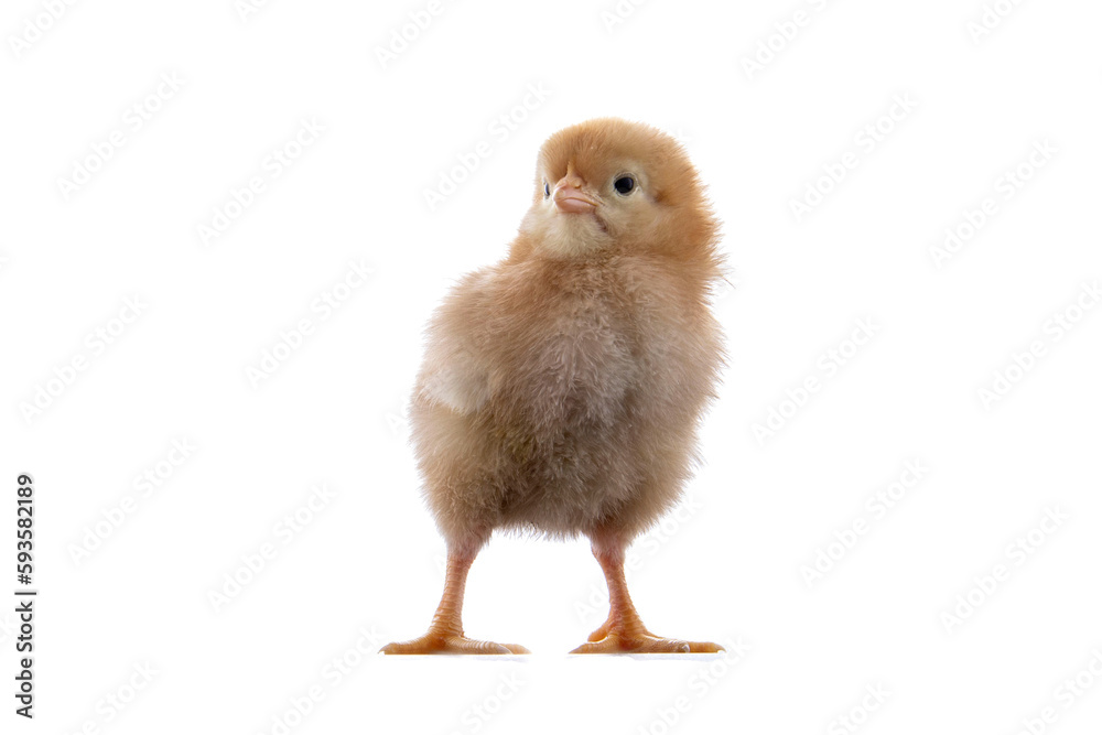 Obraz premium A newly born chick on a white background