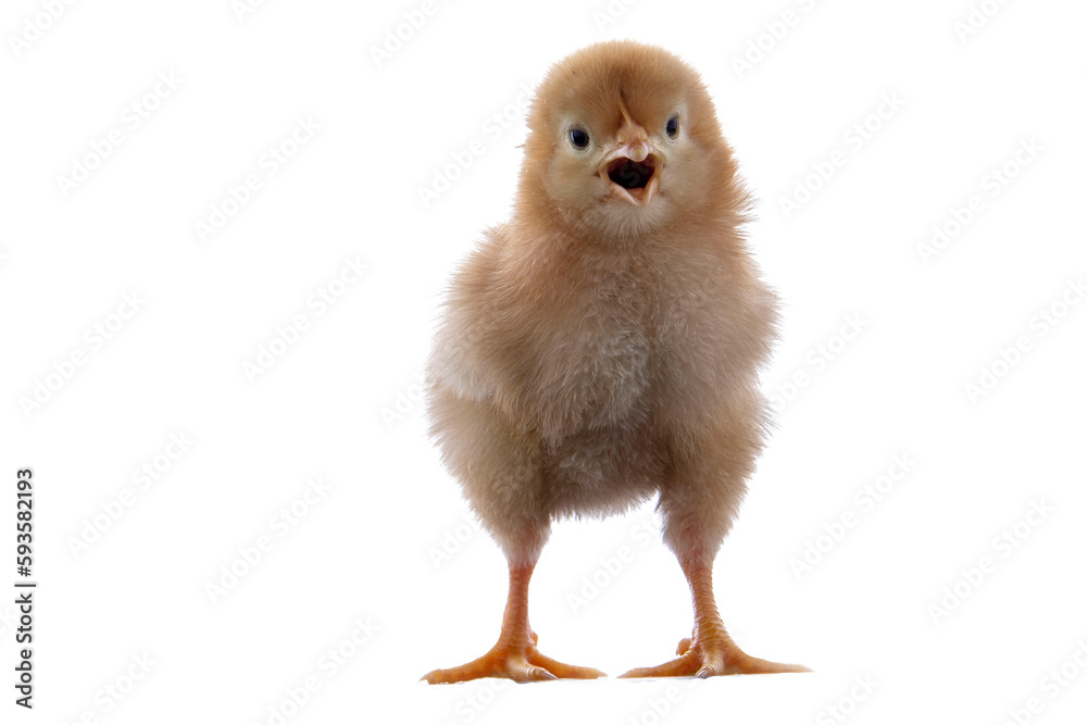 Obraz premium A newly born chick on a white background