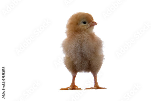 A newly born chick on a white background