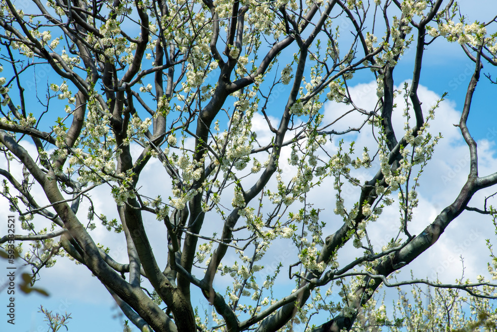 Blooming cherry orchards. Orchards in bloom
White clouds in the bright blue sky.
İznik Bolu Türkiye. Blooming cherry orchards. Orchards in bloom
White clouds in the bright blue sky.
İznik Bolu Türkiye.