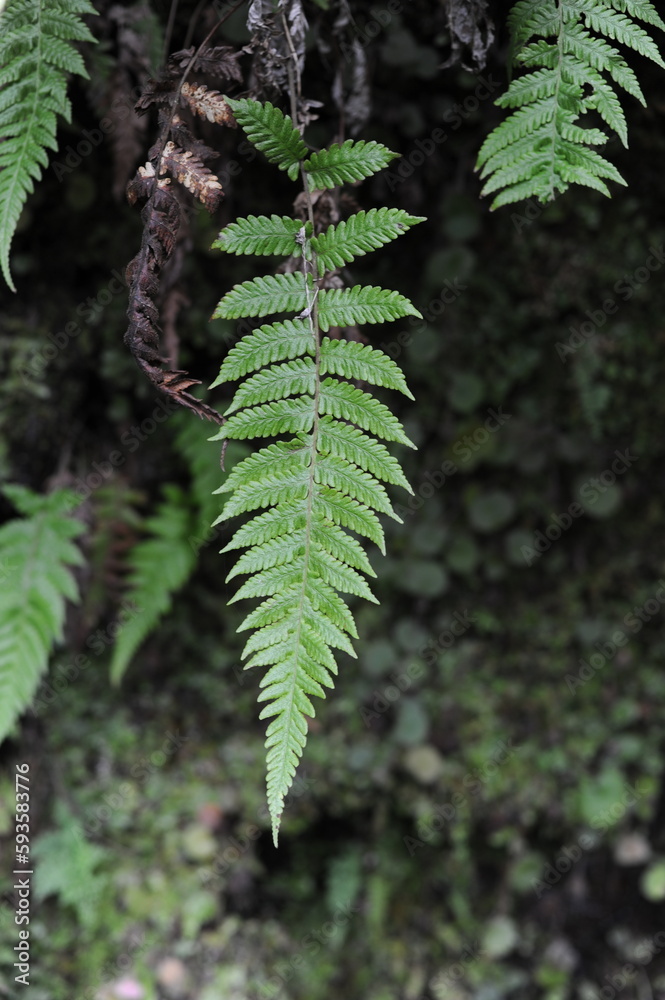 Green fern leaves in the rainforest of Madeira island, Portugal Green fern leaves in the rainforest of Madeira island, Portugal