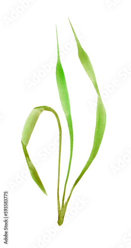 Green grass watercolor detailed illustration. Hand drawn realistic botanical blade of fresh green grass image. Fresh lush herb decorative element. White background